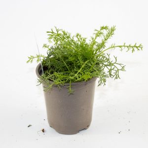 Chamomile Ø9cm H15cm