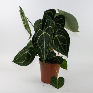 Anthurium clarinervium  Ø15cm H25cm