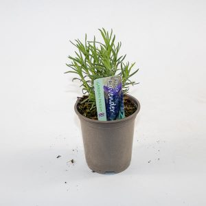 French Lavender Ø9cm H15cm