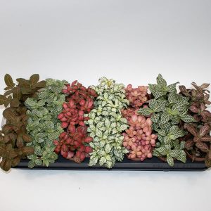 Fittonia mix Ø8.5cm H12cm