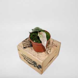 Alocasia Polly Variegata 10.5cm H15cm