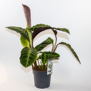 Calathea Warscewiczii 'Jungle Velvet' Ø14cm H55cm