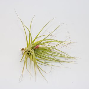 Tillandsia Stricta + flower Ø10cm H10cm