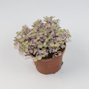 Dwarf Tradescantia Fluminensis Ø10.5cm H15cm