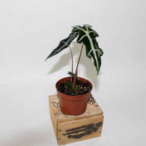 Alocasia sanderiana Nobilis 10.5cm H20cm