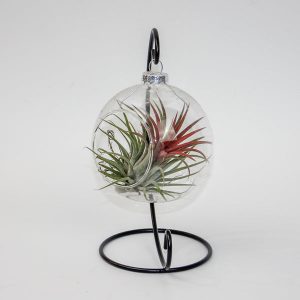 Tillandsia in globe