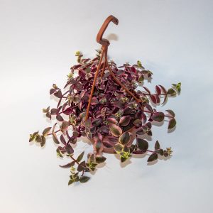 Crassula marginalis Ø12cm H15cm (Copy)