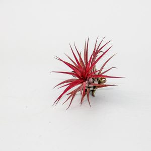 Tillandsia Ionantha Red