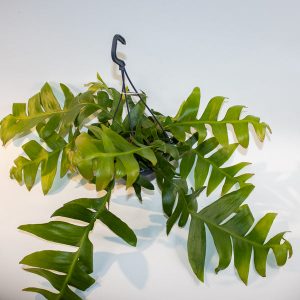 Epiphyllum Chrysocardium 'Fern Leaf Cactus'