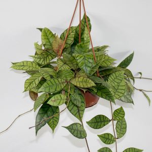 Hoya callistophylla Ø14cm H25-35cm
