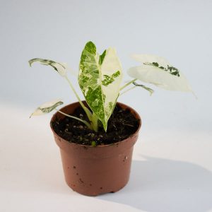 Alocasia micholitziana Frydek Variegata Ø10.5cm H20cm