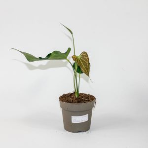 Anthurium 'Delta Force' Ø13cm H20cm