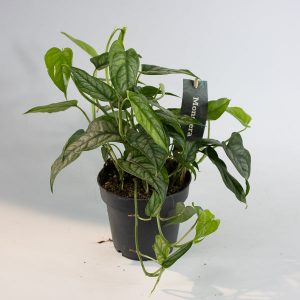 Monstera Siltepecana Ø12cm H20cm