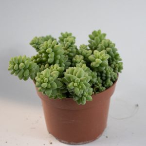 Sedum Burrito Ø12cm H15cm