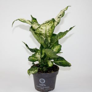 Dieffenbachia 'Amy' Ø12cm H25cm