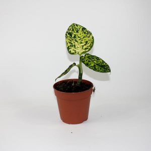 Dieffenbachia 'Reflector' Ø12cm H25-35cm