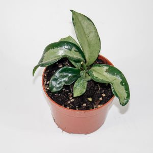 Hoya 'Silver Moon' (AH-074)