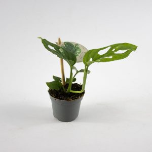 Monstera obliqua Ø6cm H15cm