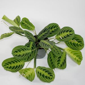 Maranta leuconeura 'Lemon Lime' Ø12cm H25cm
