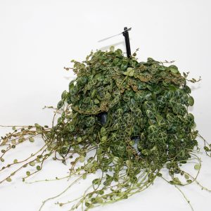 String of Turtles - Peperomia prostrata Ø11cm H13cm
