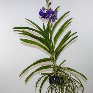 Vanda MIX Ø13cm H40cm