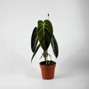 Philodendron melanochrysum Ø12cm H40-50cm