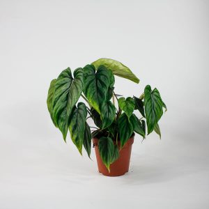 Philodendron plowmanii Ø12cm H25-35cm