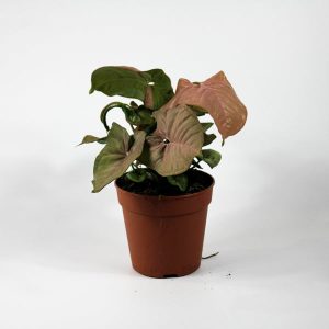 Syngonium podophyllum 'Neon' Ø12cm H25cm