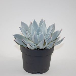 Echeveria colorata 'Mexican Giant' Ø17cm H25cm