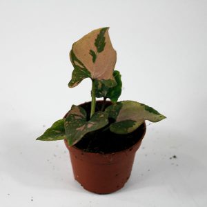 Syngonium 'Pink Splash' Ø6cm H15cm
