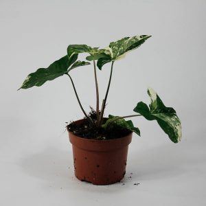 Syngonium podophyllum 'Albo Variegatum' Ø9cm H15cm