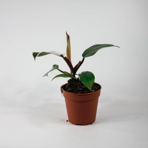Philodendron 'White Knight' Ø12cm H25cm