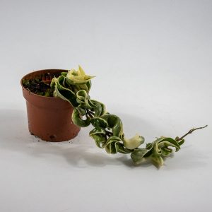 Hoya carnosa 'Compacta Variegata' Ø10.5cm H15cm