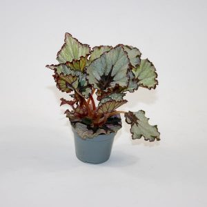 Begonia 'Spirit of Kwale' Ø6cm H12cm