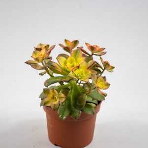 Aeonium 'Kiwi' Ø10.5cm H18cm