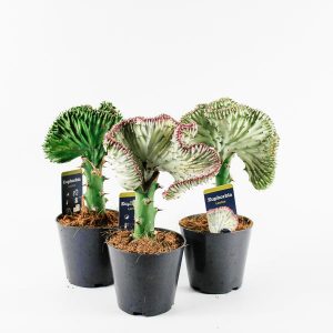 Euphorbia cristata (Crested Euphorbia) Ø12cm H30cm