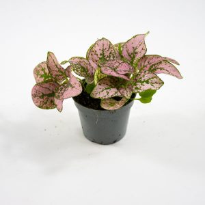 Hypoestes phyllostachya 'Super Pink' Ø6cm H10cm