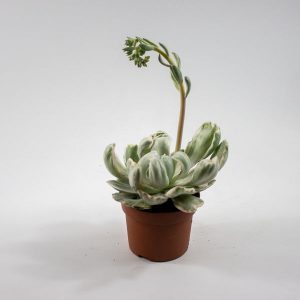 Echeveria 'Green Emerald Variegata' Ø10.5cm H14cm