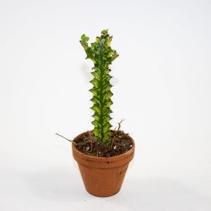 Euphorbia lactea 'Variegata' Ø8cm H15cm