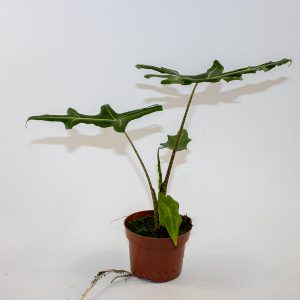 Alocasia portei Ø10.5cm H30cm