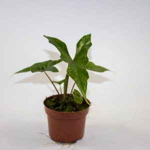 Alocasia nycteris 'Bat Wing' Ø10.5cm H15cm
