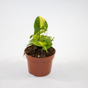 Syngonium AUREA Ø14cm H15cm