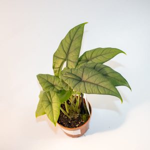 Alocasia Bisma Silver Ø10.5cm H15cm