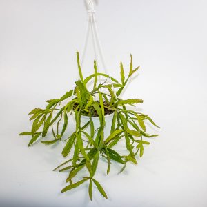 Rhipsalis micrantha 14cm H30cm