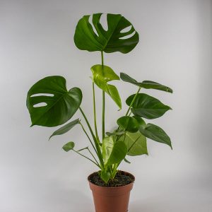Monstera Deliciosa Ø17cm H60cm