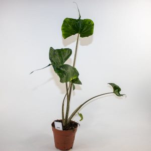 Alocasia Stingray Ø12cm H30cm