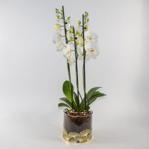 Phalaenopsis White In festive glass with lights