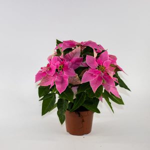 Princettia Ø13cm H30cm