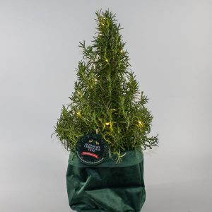 Rosemary Christmas Tree In velvet bag with lights Ø17cm H40cm