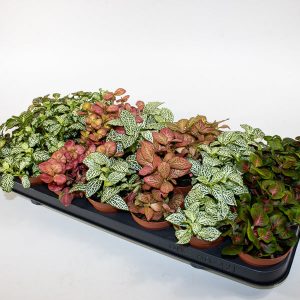 Fittonia  8.5cm H12cm